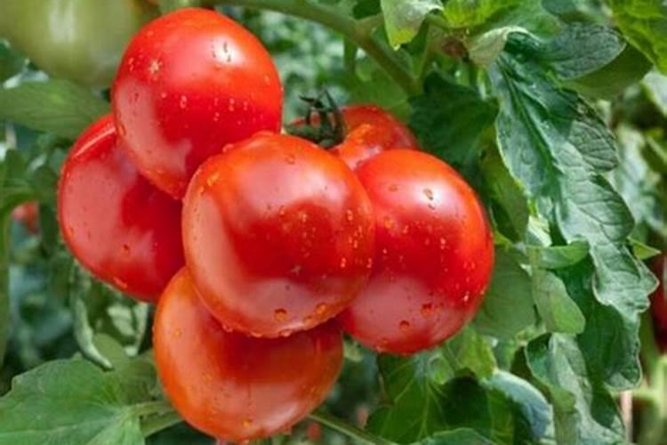 硝酸钙镁肥能不能与复合肥混用