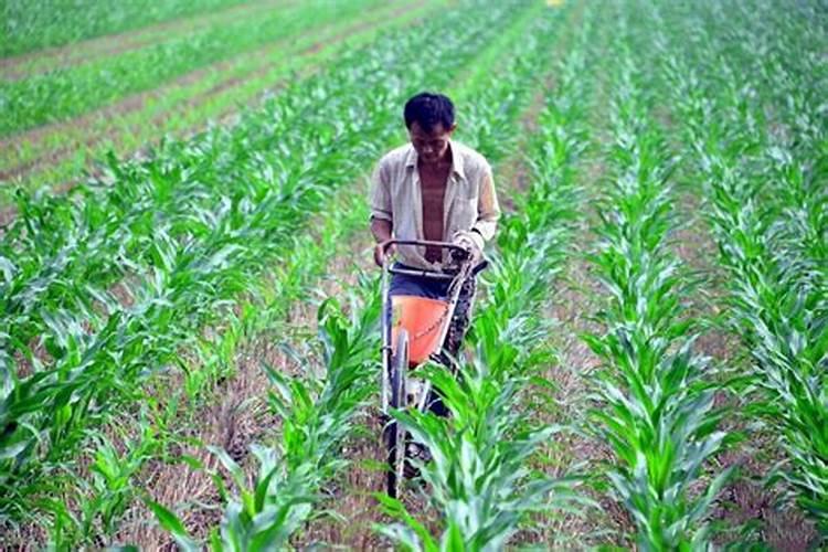 玉米施锌肥的最佳时间 使用方法及注意事项