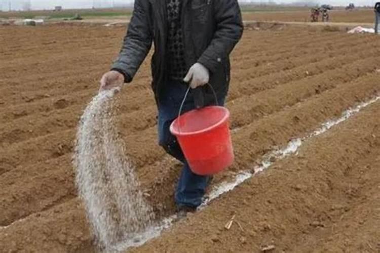 下雨稻田追肥用碳酸氢铵可以吗