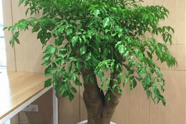 富贵树冬天叶子变黄是肥料过多吗？