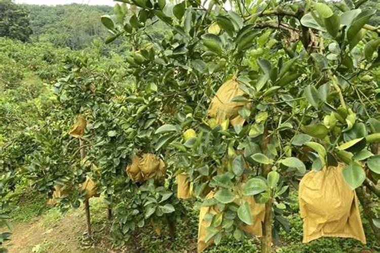 世界上最高产玉米品种是什么