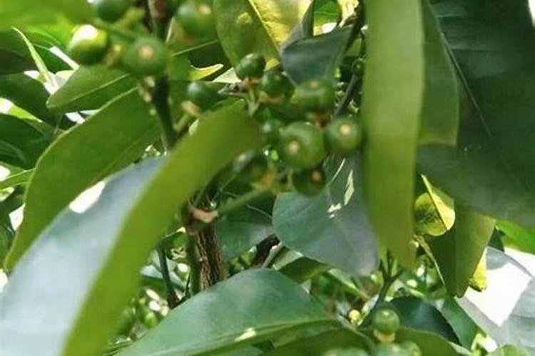 苹果在套完袋子后,究竟还用不用浇水呢？