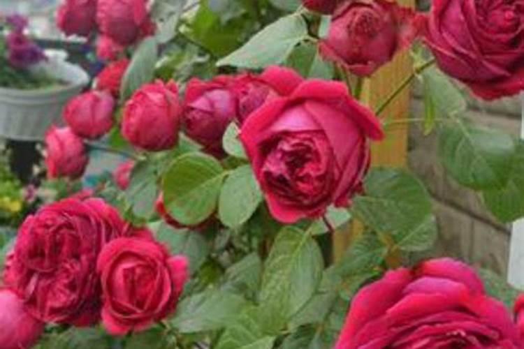 市面上有的硅肥怎么那么便宜呢是什么原因呢