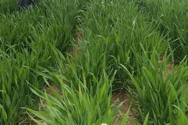 葵花的种植技术