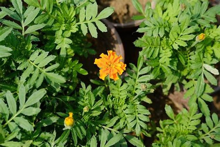 栀子花花期如何管理