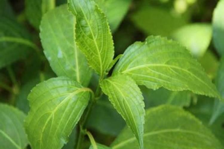 中药材板蓝根壮根灵药,板蓝根壮根叶面肥多久用一次？