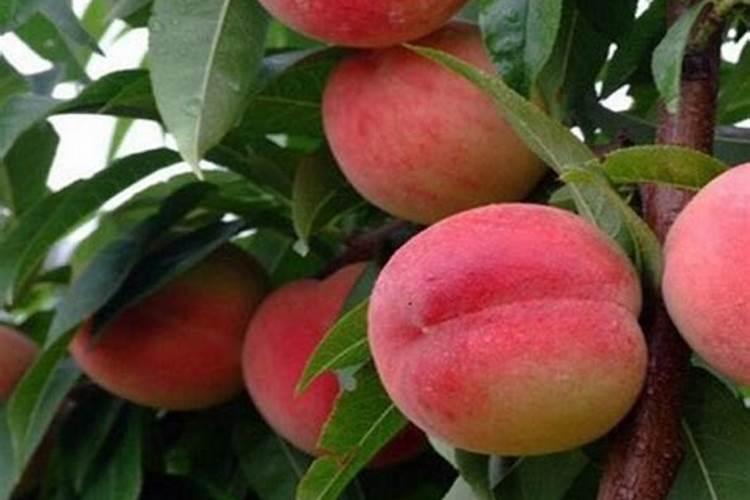 桃树种植全年施肥注意事项？桃树怎么施肥有助于高产？