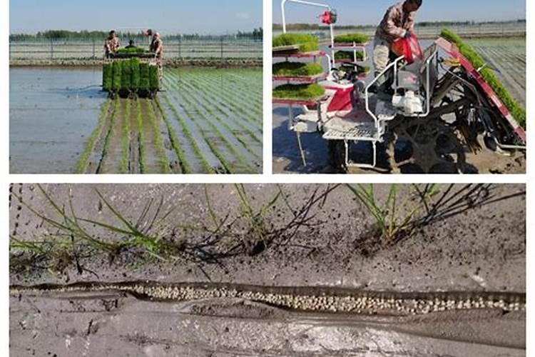 茶叶春肥施肥技术