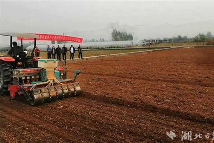 小麦底肥如何施用好？提前撒施或种肥同播,优缺点对比,别做错了