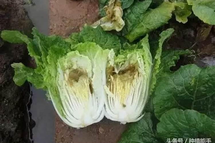 如何让农作物正确地用上草木灰