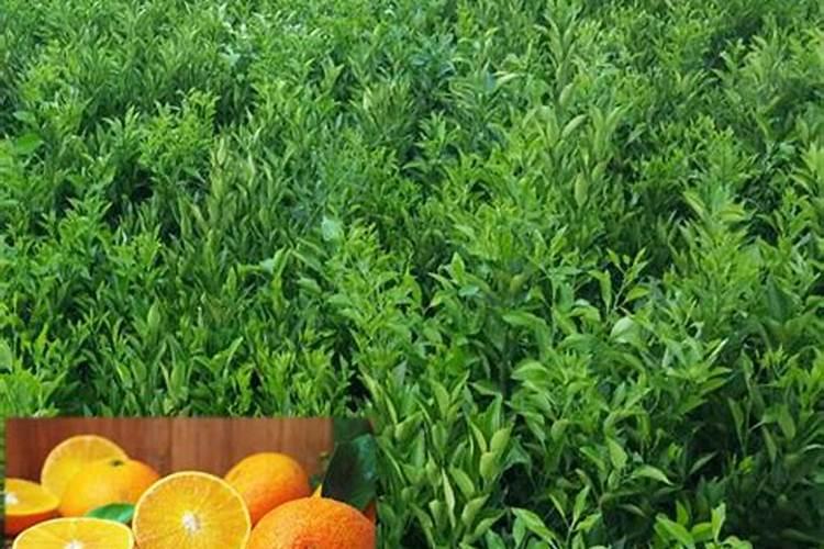 下雨天能给花浇水吗？