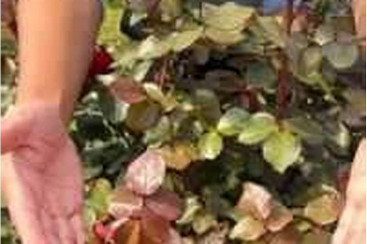 一年中什么时候给月季施肥最好(月季施肥的最佳时间)