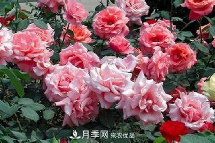 一年中什么时候给月季施肥最好