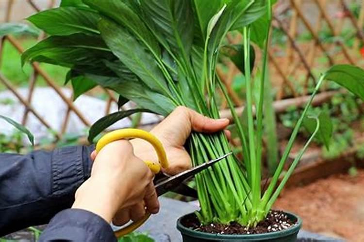 化肥有哪几种？常见肥料的种类特点及作用