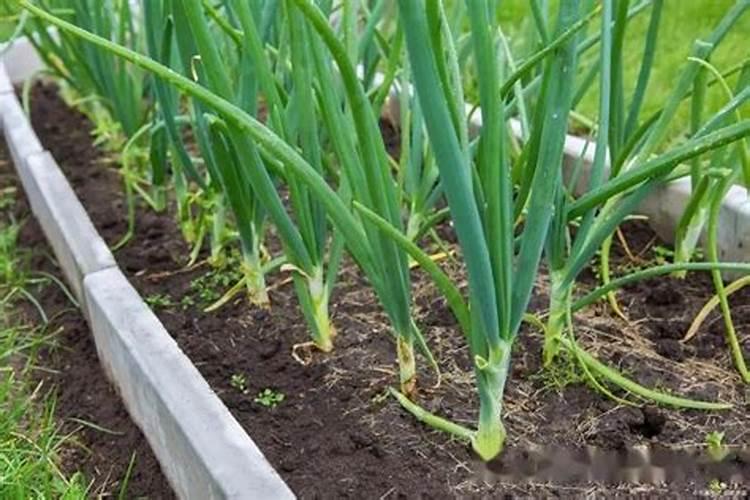 盆栽生菜种植方法