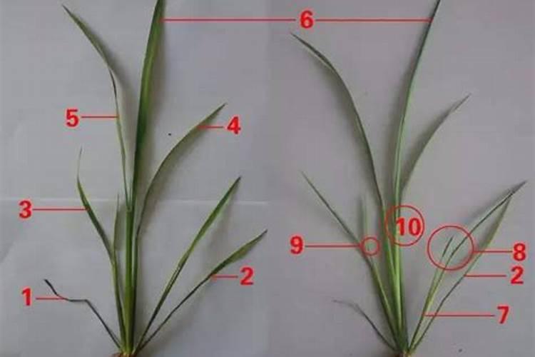 水稻秧苗什么时候施首次肥比较好？