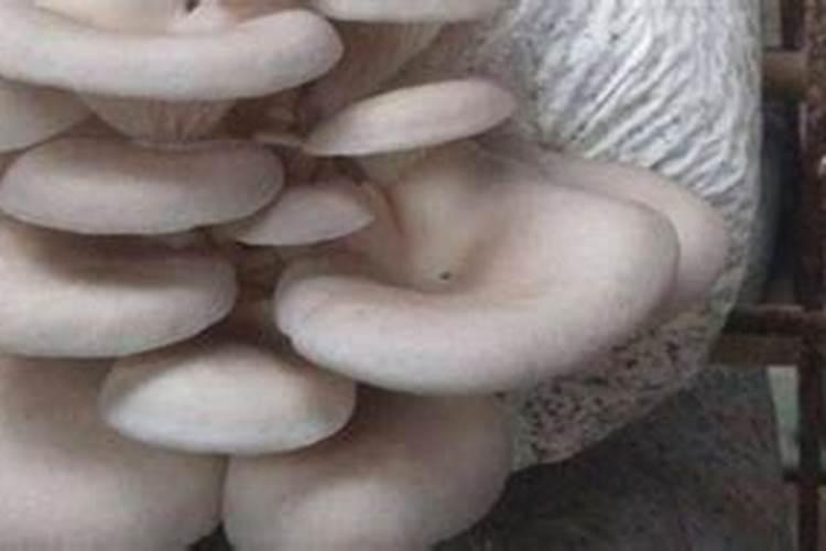 废弃的平菇如何做肥料