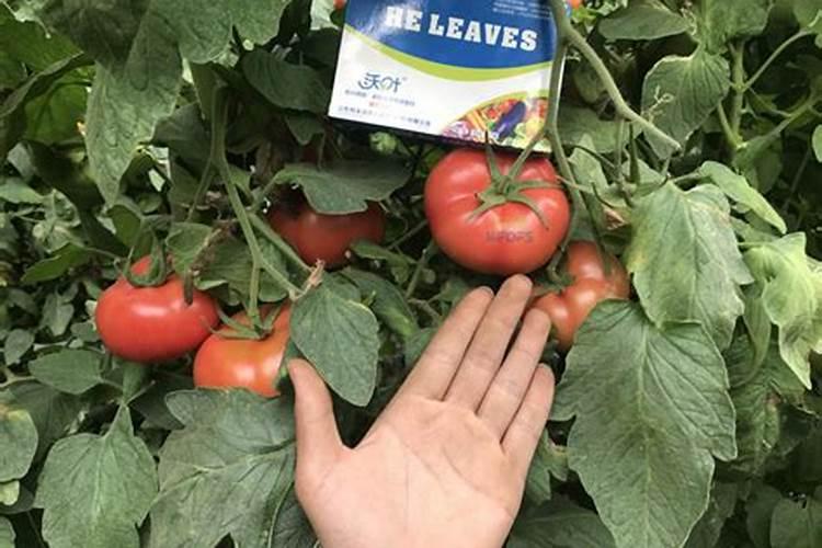 绣球花已经开始打花苞了,应该如何施肥呢？