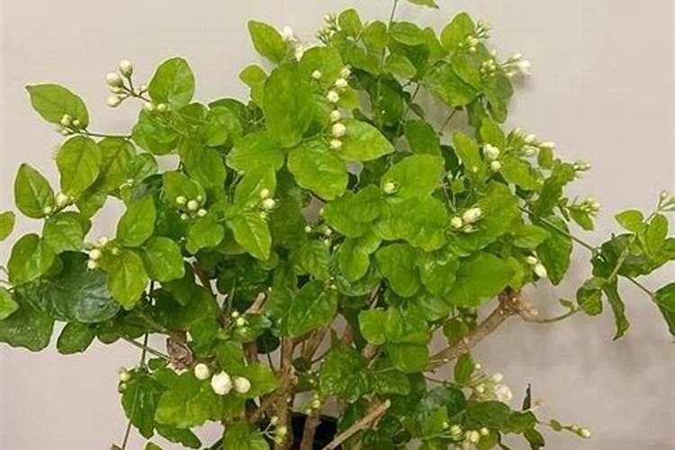 茉莉花一年开花三次要怎么养,追施有机肥施加叶面肥