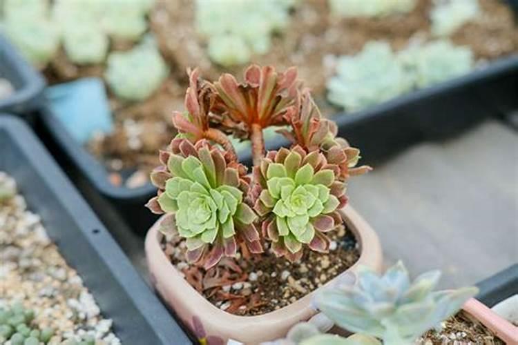 磷酸二氢钾可以浇法师吗