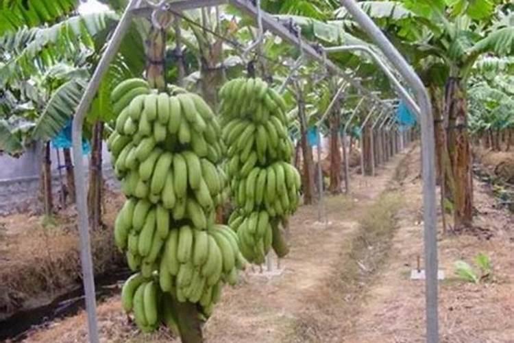 香蕉一般施什么肥