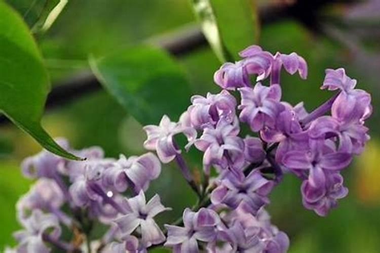 丁香花什么季节开放