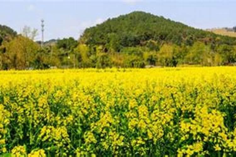 油菜叶面肥什么时间施最好花卉百科