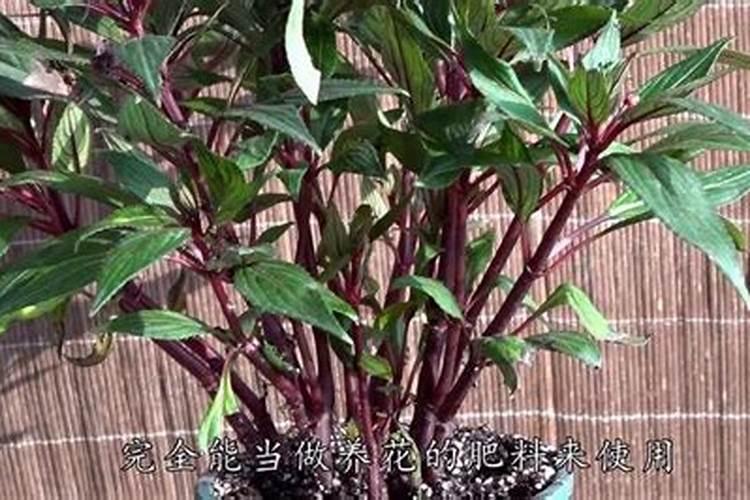 富贵椰子什么时候换盆好