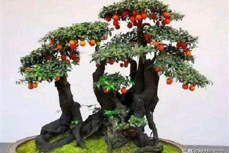 金弹子施什么肥长根快