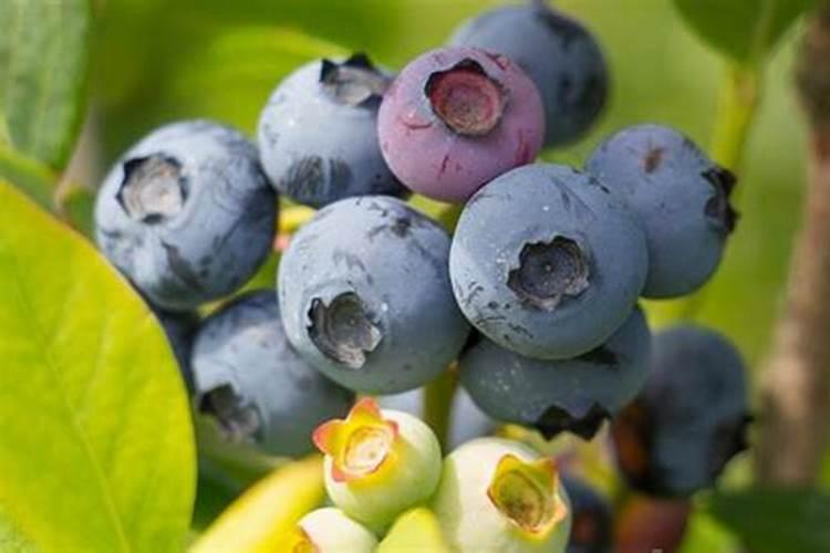 什么冲施肥对果实膨大最快