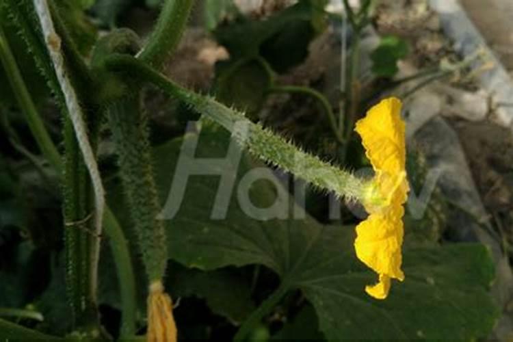 黄瓜结果了还要施肥吗 黄瓜结果期需要追什么肥