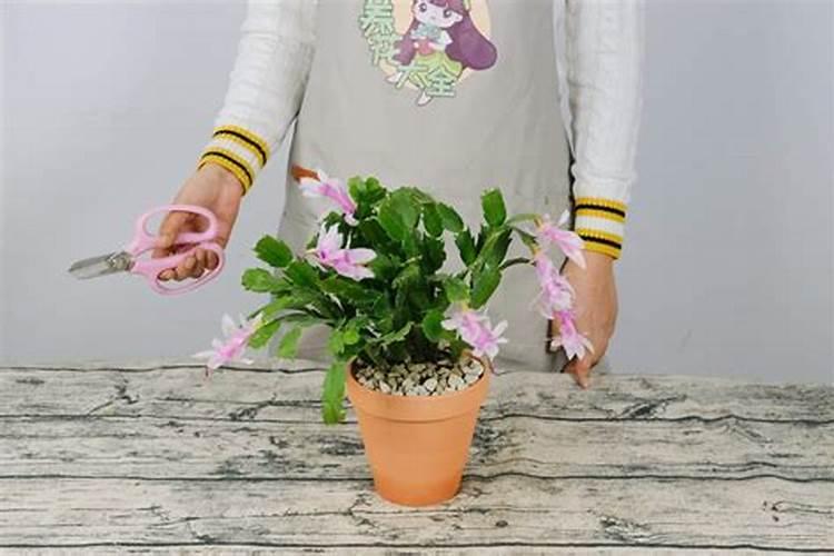 蟹爪兰为什么不开花