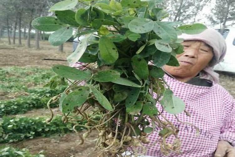 花生二次施肥什么时候 追肥方法是什么