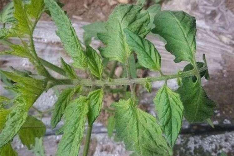 花椒籽可以种吗