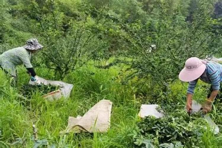 目前最好的叶面肥