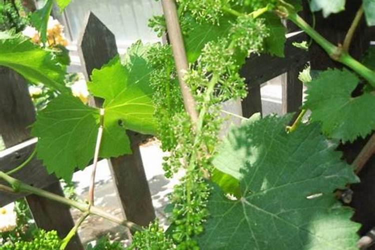 果树下雨前几小时打磷酸二氢钾有用吗