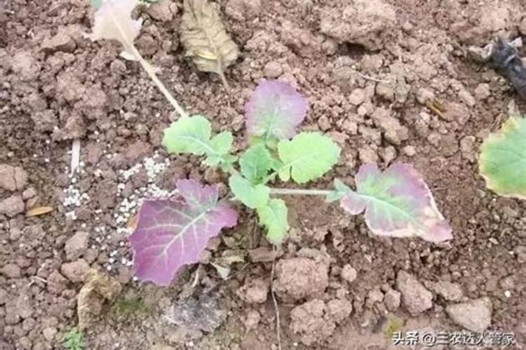 菜籽饼埋土里能腐熟吗