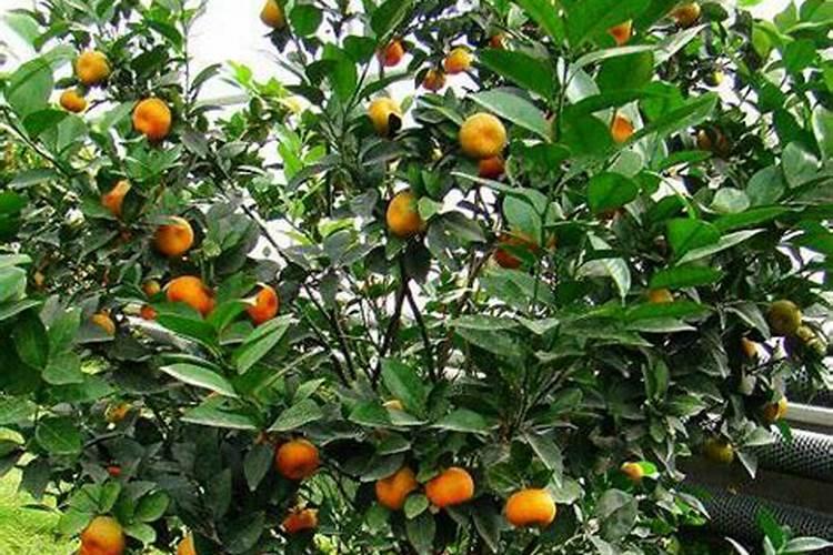 桔子树开花时怎样施肥保果