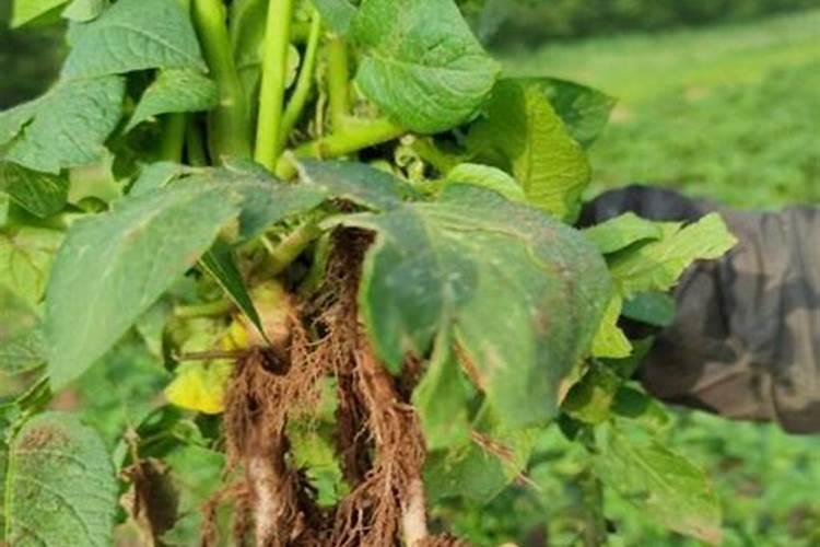 土豆长得过旺盛需要用什么药来防治？