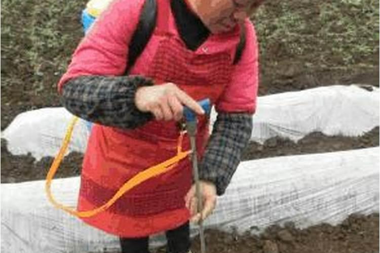 司尔特水溶肥好还是巴斯夫水溶肥好
