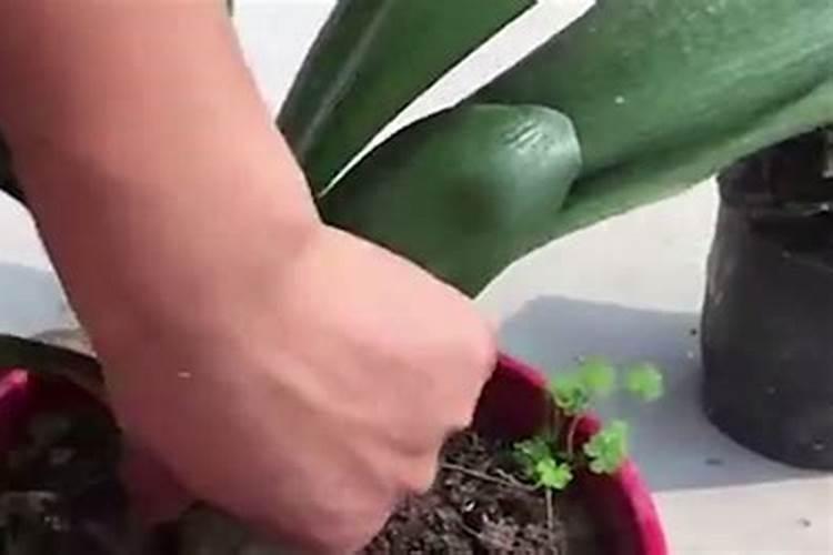 君子兰花期怎么浇水施肥