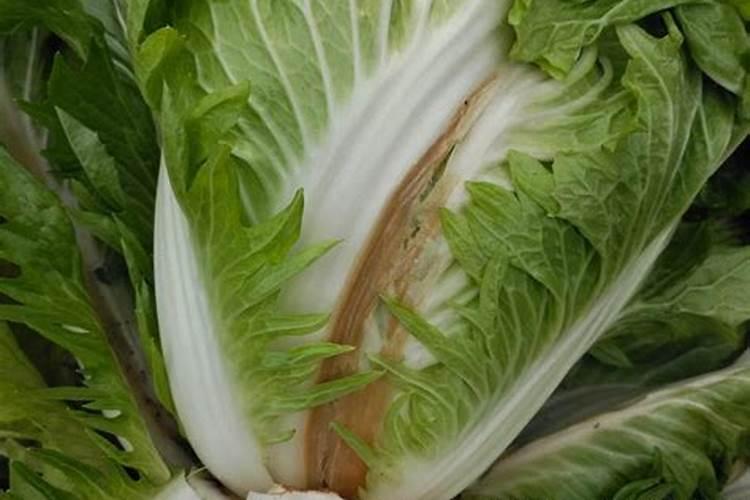 黄腐酸钾能和杀虫剂混用吗