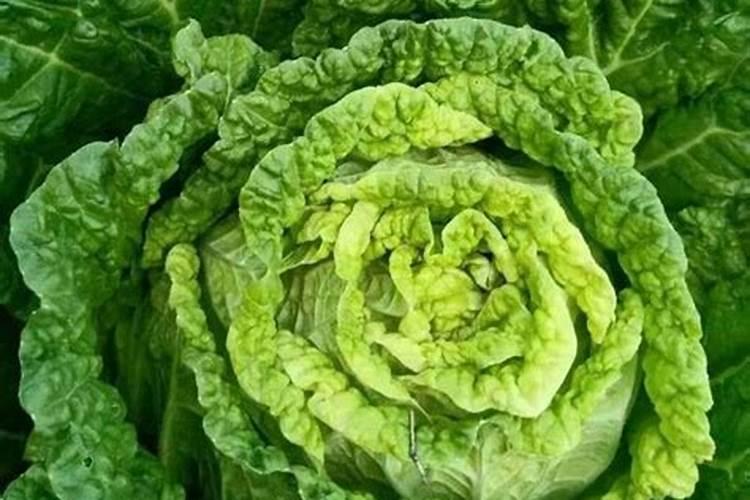 硼肥对油菜的作用及施用方法花卉百科
