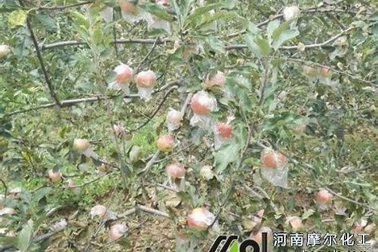 苹果树施肥时间,用什么水溶肥好