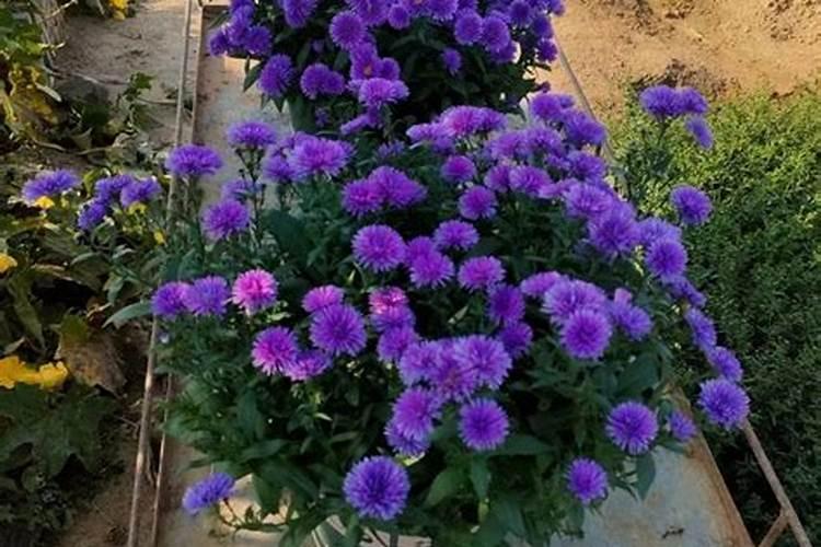 收到菊花苗后？菊花苗怎么种植、浇水、缓苗、控高、养护？