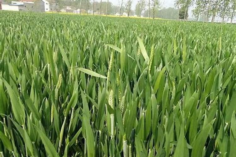 小麦最忌三种肥料