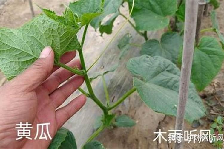种黄瓜用什么肥料