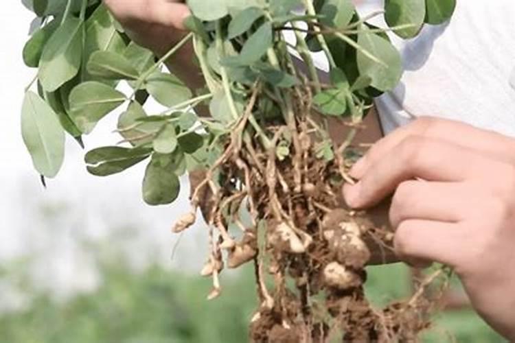 种花生怎样施底肥？