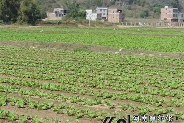 牡丹叶面肥打什么