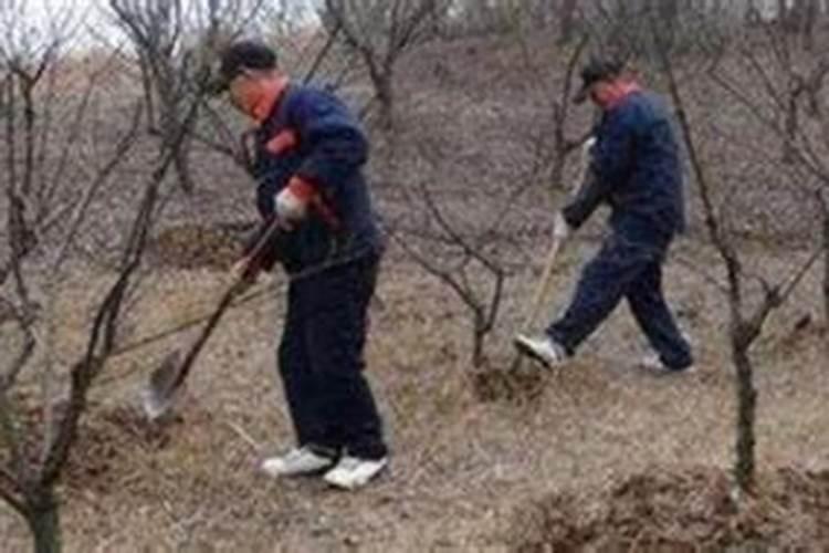 如果用尿素做叶肥的话,兑水的比例大概是多少？